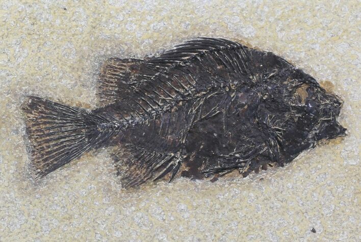 Cockerellites (Priscacara) Fossil Fish - Wyoming #31805